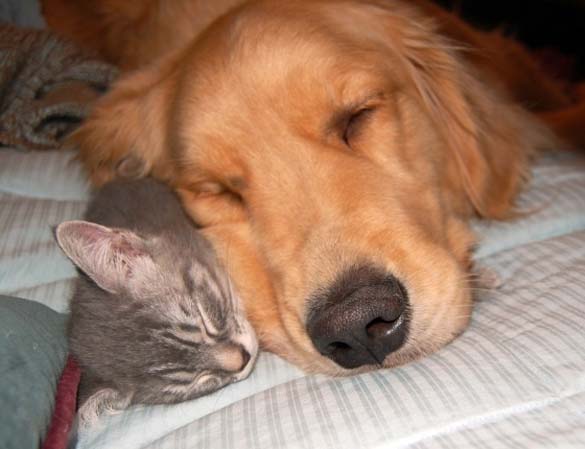Γάτες & σκύλοι που κοιμούνται μαζί (7)