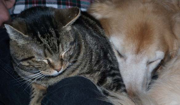 Γάτες & σκύλοι που κοιμούνται μαζί (8)
