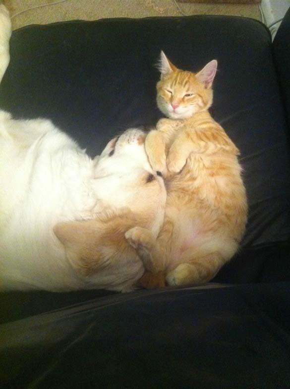 Γάτες & σκύλοι που κοιμούνται μαζί (9)