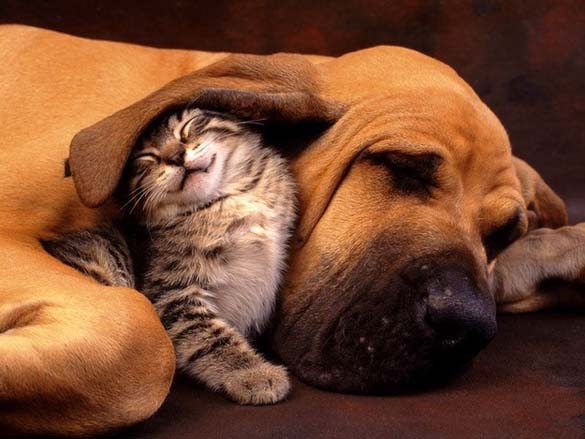 Γάτες & σκύλοι που κοιμούνται μαζί (10)