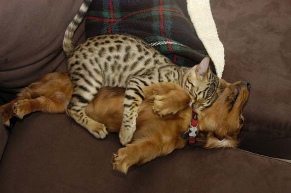 Γάτες & σκύλοι που κοιμούνται μαζί (11)