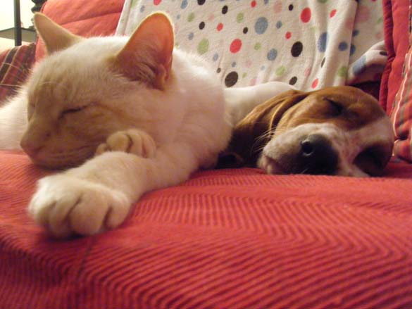 Γάτες & σκύλοι που κοιμούνται μαζί (12)