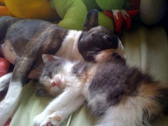 Γάτες & σκύλοι που κοιμούνται μαζί (13)