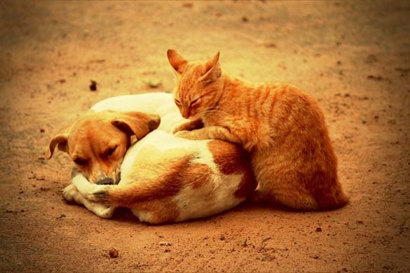 Γάτες & σκύλοι που κοιμούνται μαζί (14)