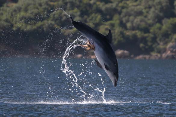 Χταπόδι κόλλησε στα γεννητικά όργανα δελφινιού (4)
