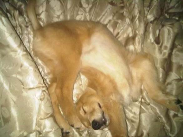 Παράξενες στάσεις ύπνου για σκύλους (6)