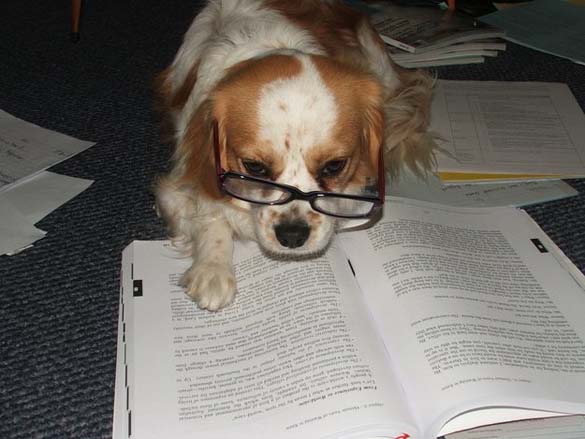 Σκύλοι που λατρεύουν το διάβασμα (1)