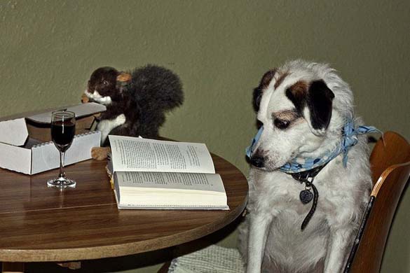 Σκύλοι που λατρεύουν το διάβασμα (2)