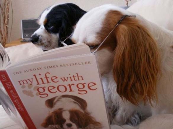 Σκύλοι που λατρεύουν το διάβασμα (3)