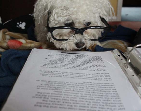 Σκύλοι που λατρεύουν το διάβασμα (4)