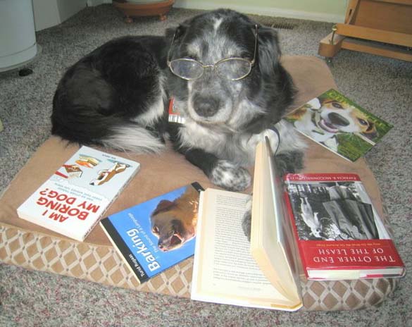 Σκύλοι που λατρεύουν το διάβασμα (7)