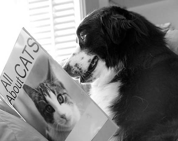 Σκύλοι που λατρεύουν το διάβασμα (8)