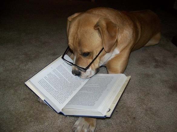 Σκύλοι που λατρεύουν το διάβασμα (9)