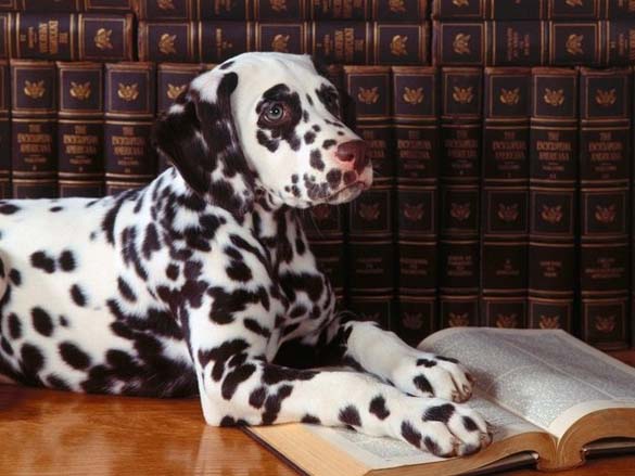 Σκύλοι που λατρεύουν το διάβασμα (11)