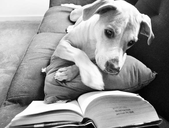 Σκύλοι που λατρεύουν το διάβασμα (13)