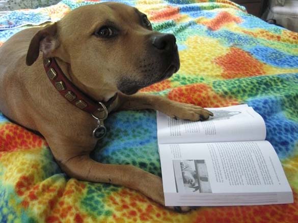 Σκύλοι που λατρεύουν το διάβασμα (18)