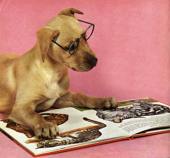 Σκύλοι που λατρεύουν το διάβασμα (21)