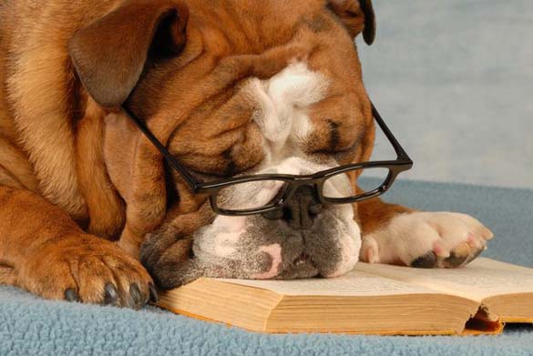Σκύλοι που λατρεύουν το διάβασμα (22)