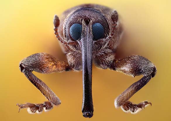 Εκπληκτικές macro φωτογραφίες εντόμων (1)