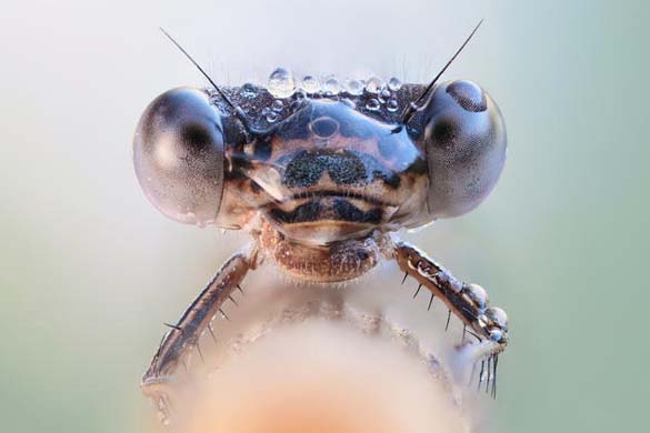 Εκπληκτικές macro φωτογραφίες εντόμων (2)