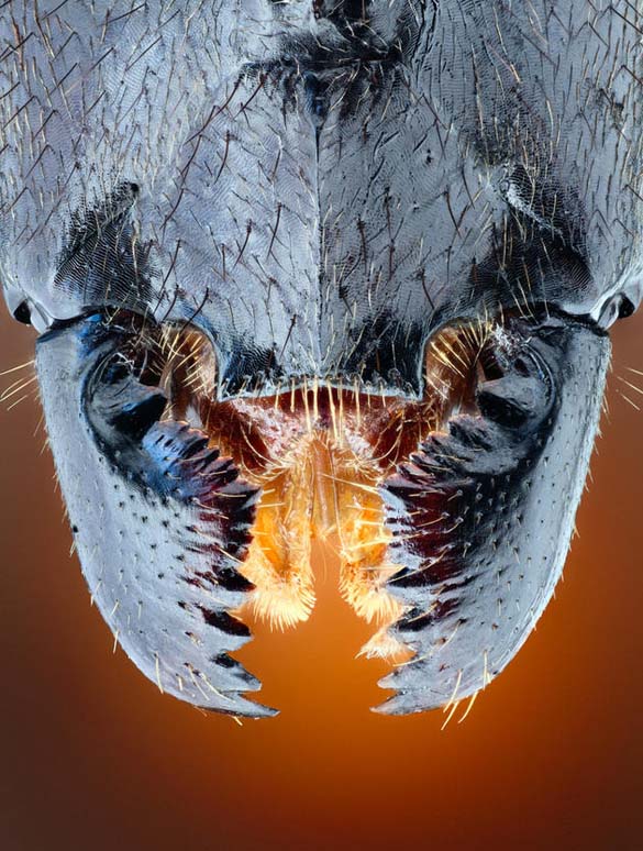 Εκπληκτικές macro φωτογραφίες εντόμων (3)