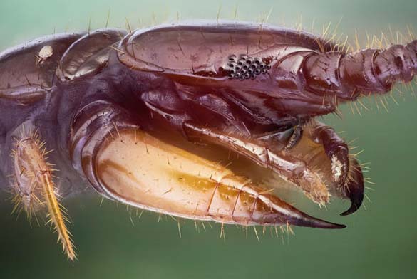 Εκπληκτικές macro φωτογραφίες εντόμων (5)