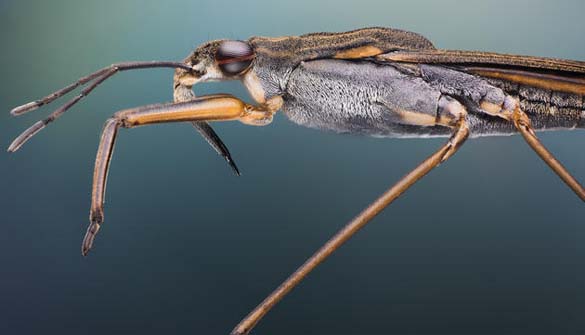 Εκπληκτικές macro φωτογραφίες εντόμων (8)