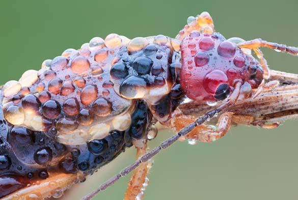 Εκπληκτικές macro φωτογραφίες εντόμων (9)