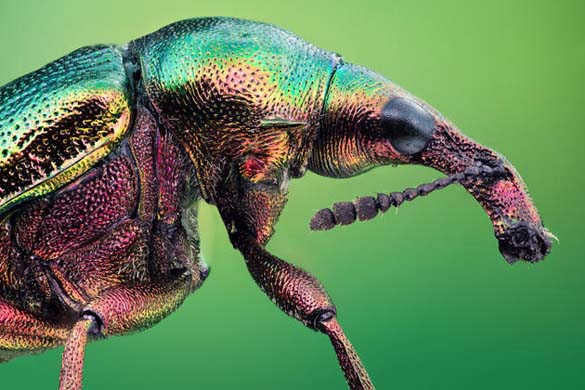 Εκπληκτικές macro φωτογραφίες εντόμων (11)