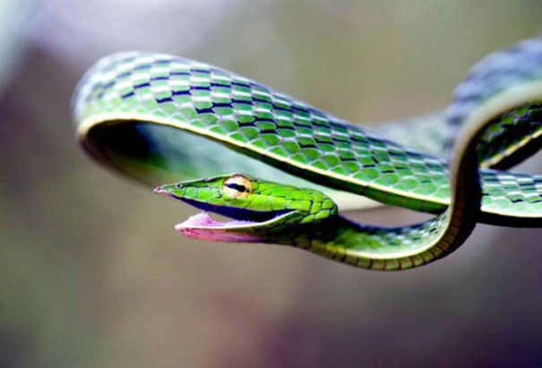 Χαμογελαστό φίδι (3)