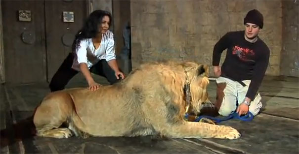 Λιοντάρι όρμηξε σε γυναίκα κατά τη διάρκεια φωτογράφησης