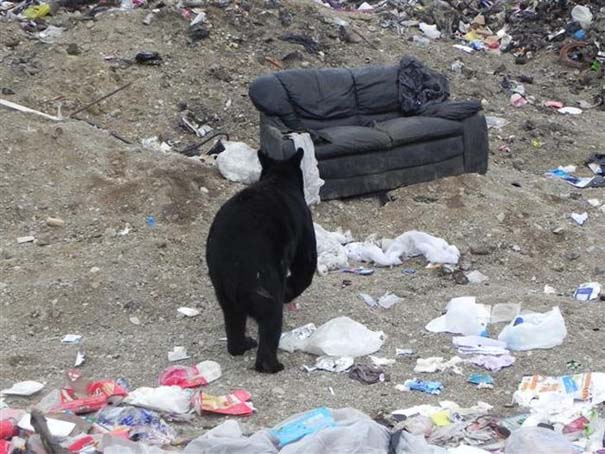 Τι κάνει μια αρκούδα όταν βρει έναν παλιό καναπέ; (1)