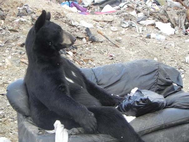 Τι κάνει μια αρκούδα όταν βρει έναν παλιό καναπέ; (3)