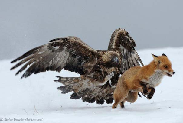 Οι καλύτερες φωτογραφίες άγριας φύσης για το 2012 (31)