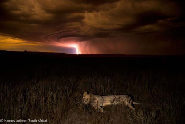 Οι καλύτερες φωτογραφίες άγριας φύσης για το 2012 (36)