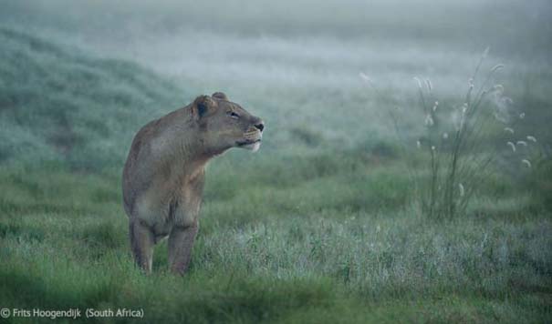 Οι καλύτερες φωτογραφίες άγριας φύσης για το 2012 (38)