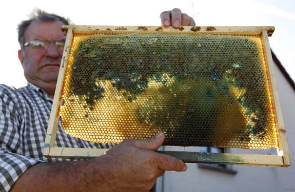 Μέλισσες παράγουν χρωματιστό μέλι (9)