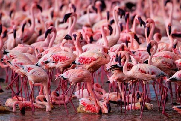 Nakuru: Η λίμνη με τα εκατομμύρια Flamingos (1)