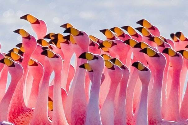 Nakuru: Η λίμνη με τα εκατομμύρια Flamingos (3)