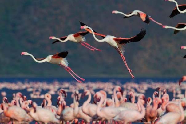 Nakuru: Η λίμνη με τα εκατομμύρια Flamingos (7)