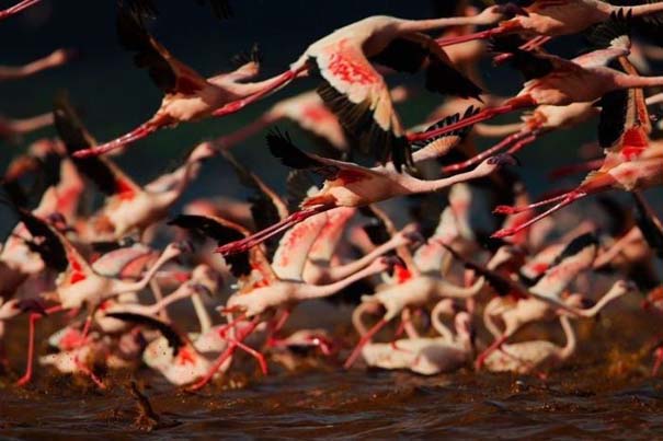 Nakuru: Η λίμνη με τα εκατομμύρια Flamingos (9)