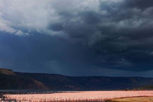 Nakuru: Η λίμνη με τα εκατομμύρια Flamingos (11)