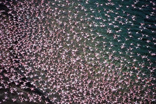 Nakuru: Η λίμνη με τα εκατομμύρια Flamingos (12)