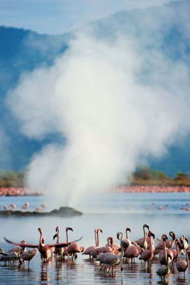 Nakuru: Η λίμνη με τα εκατομμύρια Flamingos (13)