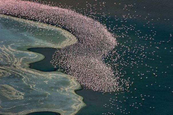 Nakuru: Η λίμνη με τα εκατομμύρια Flamingos (15)