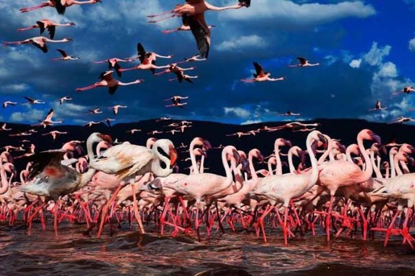 Nakuru: Η λίμνη με τα εκατομμύρια Flamingos (19)