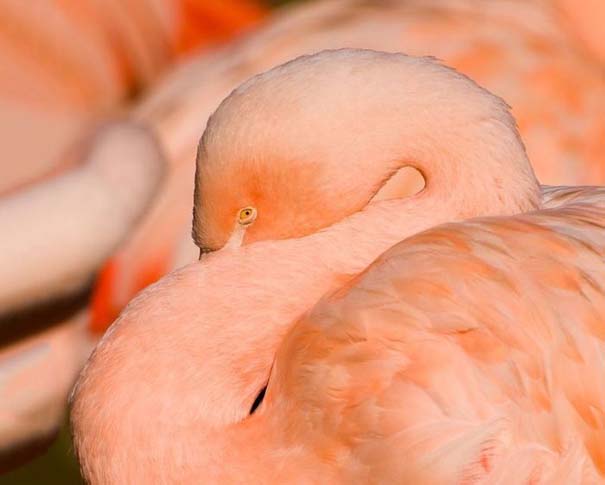 Nakuru: Η λίμνη με τα εκατομμύρια Flamingos (22)