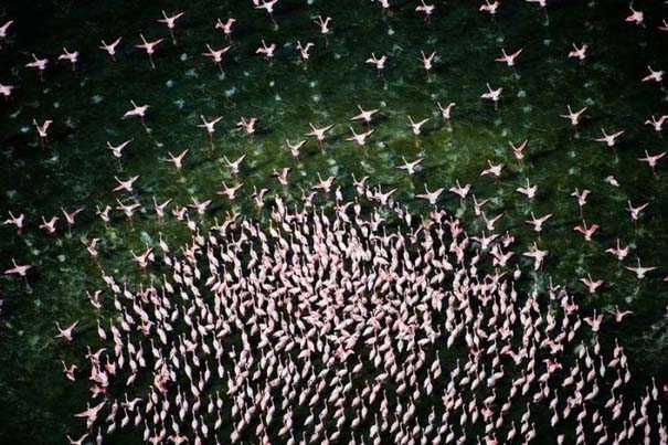 Nakuru: Η λίμνη με τα εκατομμύρια Flamingos (25)