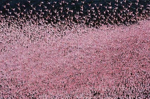 Nakuru: Η λίμνη με τα εκατομμύρια Flamingos (26)
