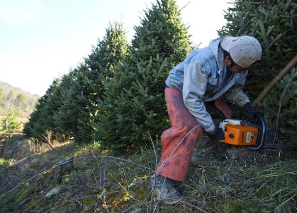Πως γίνεται η καλλιέργεια και συγκομιδή των Χριστουγεννιάτικων Δέντρων (3)